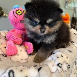 Pomeranian Puppies from Nikki’s lil Pomeranians
