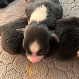 Jitterbug - Black tri female Miniature Australian Shepherd puppy in Ewing, Kentucky from Bright Hope Aussies