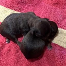 Shih Tzu puppies from Karla Sauer