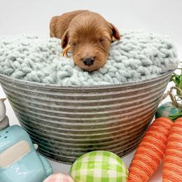 Asiago - Apricot male Goldendoodle puppy in Sunman, Indiana from Brunsman Country Doodles LLC