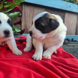 Girl 1 - Red and white female Saint Bernard puppy in Castle Rock, Washington from PNW Saint Berdoodles