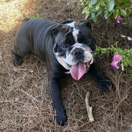 Bulldogs from Juneau's Adorable Bulldogs
