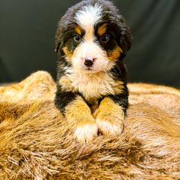 Dotty - Tri-color female Bernese Mountain Dog puppy in Alabama from Dogwood Creek Bernese