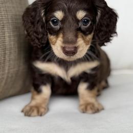 Mars - Chocolate and tan male Dachshund puppy in Bentonville, Arkansas from Boujee Buns Dachshunds