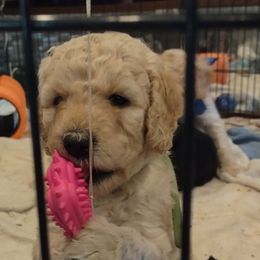 Goldendoodle Puppies from Bee At Ease Farm & Kennel