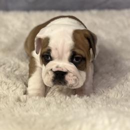 Bulldog Puppies from Sweet Rolls