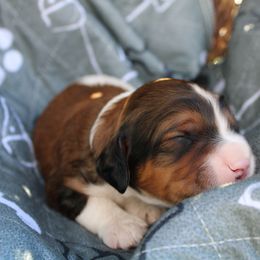 Bernedoodle, Bernese Mountain Dog, Cavapoo, Goldendoodle, and Poodle Puppies from Happy Valley Puppies