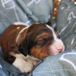 Bernedoodle, Bernese Mountain Dog, Cavapoo, Goldendoodle, and Poodle Puppies from Happy Valley Puppies