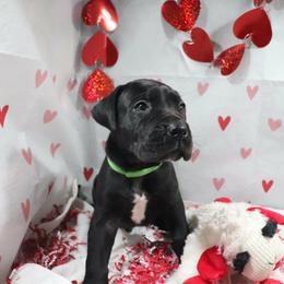 Rascal - Black male Great Dane puppy in Durango, Iowa from Robin's Great Danes