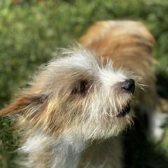 Tink - Portuguese Podengo Pequeno