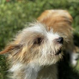 Tink - Portuguese Podengo Pequeno