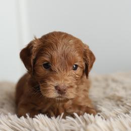 Navy - Caramel red male Australian Labradoodle puppy in Williamstown, New York from Lewis Manor Labradoodles