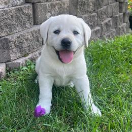 Sallie's Purple Girl - Yellow female Labrador Retriever puppy in Mansfield, Missouri from Leadhill Labs