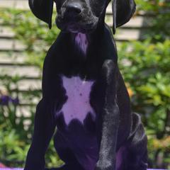 Girl 3 - female Pointer puppy in Millbury, Massachusetts from RaceCity