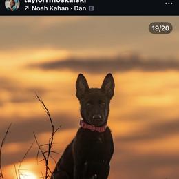 Belgian Malinois and Dutch Shepherd Puppies from Berserker Malinois Kennel