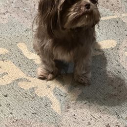 Bernedoodle, Goldendoodle, and Shih Tzu All Grown Up from TrueLine kennels