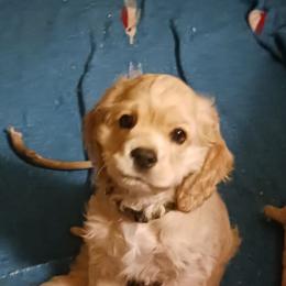 Jake - Buff male Cocker Spaniel puppy in New York, New York from Donna Vaughn