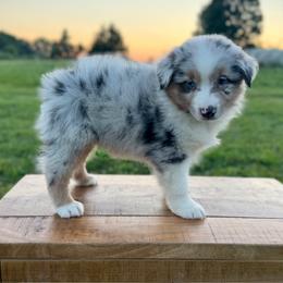 Sylvia - Blue merle female Miniature American Shepherd puppy in Clinton, Missouri from Mockingbirds American Minis