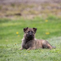 German Shepherd Puppies from Sonnenhügel Shepherds