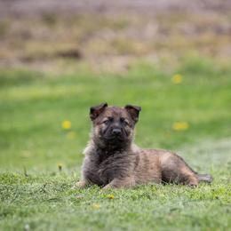 German Shepherd Puppies from Sonnenhügel Shepherds