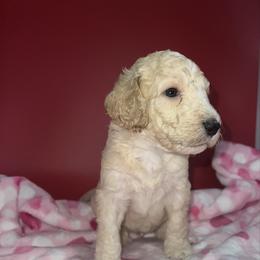 Rusty - Gold male Labradoodle puppy in Ellenwood, Georgia from Four Paws Down