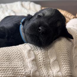 Female Pepper Salt - Sky Blue Collar - Pepper and salt female Giant Schnauzer puppy in St George, Utah from Schnauzer Ranch