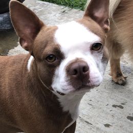 Lillith - Boston Terrier