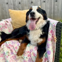 Aspen - Bernese Mountain Dog