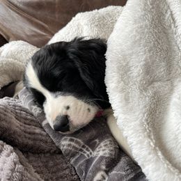 English Springer Spaniels from Tudor Farms English Springer Spaniels