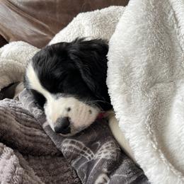 English Springer Spaniels from Tudor Farms English Springer Spaniels
