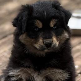 Gunner - Black tri male Miniature Australian Shepherd puppy in Patterson, North Carolina from DreamLine Aussies