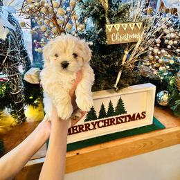 Maltipoo Puppies from Maine's Maltipoos