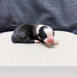 Hank - Brindle and white male American Corgi puppy in Pahrump, Nevada from Desert Sunset Corgis