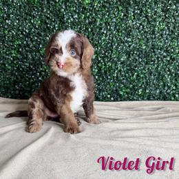 Violet girl - Chocolate merle female Bernedoodle puppy in Modesto, California from Two Doods Doodles