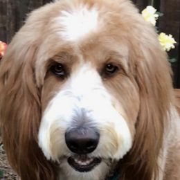 Australian Labradoodles, Goldendoodles, and Poodles from Valencia Poodles and Doodles