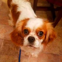 Grace - Cavalier King Charles Spaniel