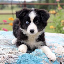 Girl 1 - female Miniature Australian Shepherd puppy in Caufield, Missouri from Rockin CF Aussies