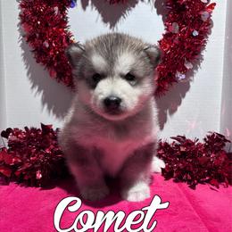 Comet - Gray and white male Alaskan Malamute puppy in Giddings, Texas from Strong Water Malamutes