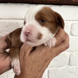 Pumpkin- Female - Red  female Goldendoodle puppy in Apopka, Florida from The Classic Doodle