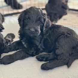 Goldendoodle Puppies from Wrigley's Doodles