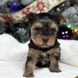 Luke - Black and tan male Yorkshire Terrier puppy in Essexville, Michigan from John's Yorkshire Terriers