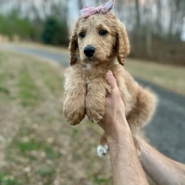 Sprinkles - Apricot female Goldendoodle puppy in Taylorsville, North Carolina from Doggone Dixie Doodles