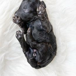 Ginger - Black female Poodle puppy in from Pink Poodles and Doodles