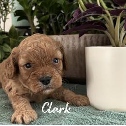 Clark - Red male Cavapoo puppy in Oklahoma from Rocky Oak Cavaliers & Biewer Terriers LLC