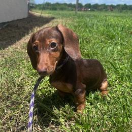 Charlotte - Dachshund