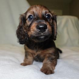 Maverick - Red male Dachshund puppy in Texarkana, Texas from Lolo&CoDachshunds