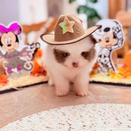 AKC EXOTIC SIMON - Lavender parti male Pomeranian puppy in Wyandotte, Michigan from FAITHOPELOVE POMS KENNELS