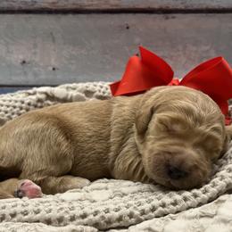 Poppy - Cream female Goldendoodle puppy in The Woodlands, Texas from Gracie's Goldendoodles and Bernedoodles