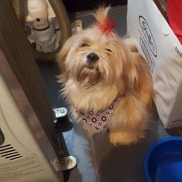 Norma Lee - Lhasa Apso