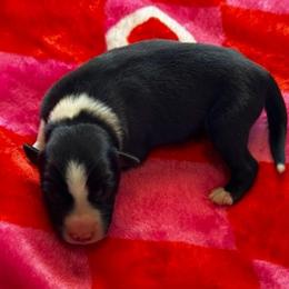 Sally - Black and white male Border Collie puppy in Hartsville, South Carolina from Wiggles 4 Life
